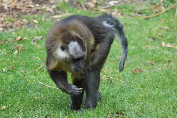 mangabey in ouwehands zoo