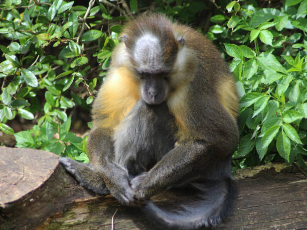 istock The golden-bellied mangabey (Cercocebus chrysogaster) 824653990