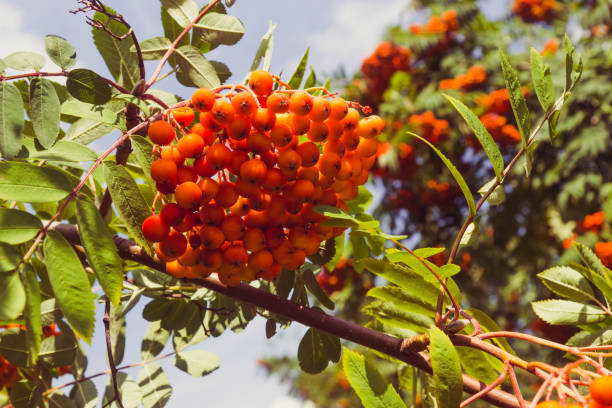 istock Rowan berries, Mountain ash (Sorbus) tree with ripe berry 824654284