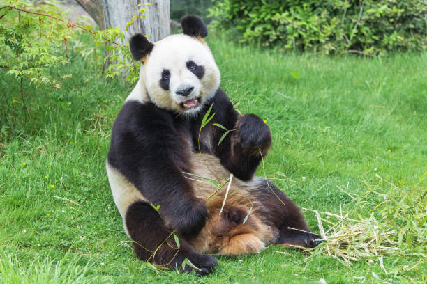 자이언트 판다 - panda giant panda china eating 뉴스 사진 이미지