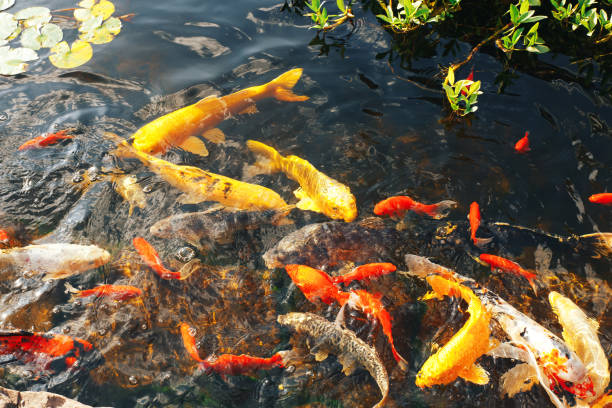 istock Colorful decorative fish float in an artificial pond, view from above 824655774