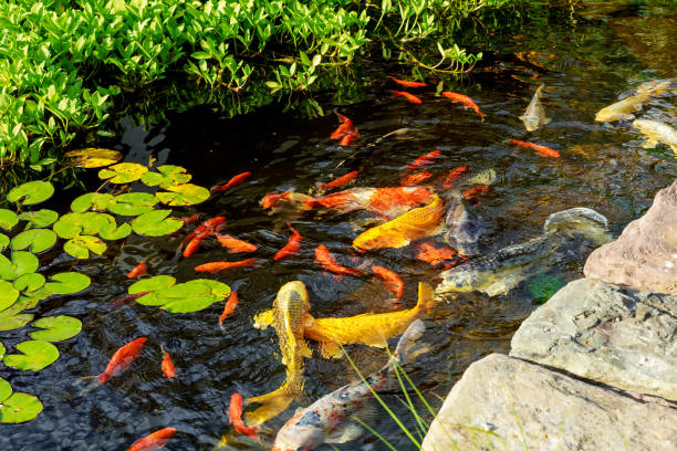istock Colorful decorative fish float in an artificial pond, view from above 824655888