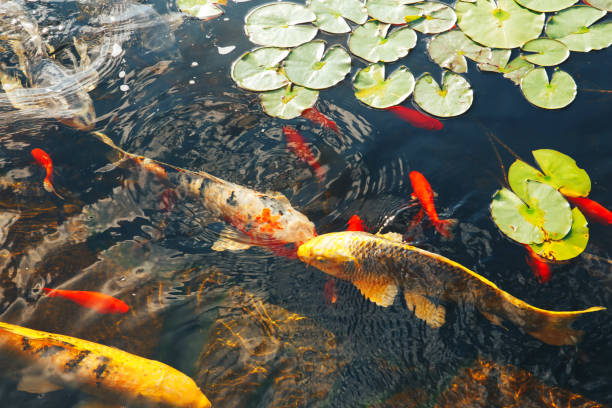 istock Colorful decorative fish float in an artificial pond, view from above 824655920