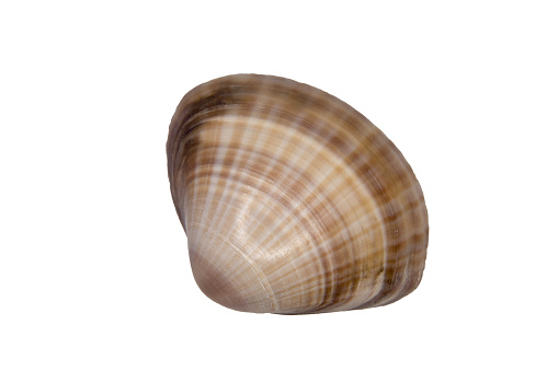 A smooth shell on a white background
