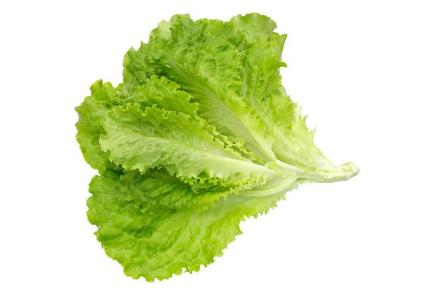 istock Lettuce salad. Salad leaf. Lettuce isolated. Fresh green lettuce leaves. 824656454