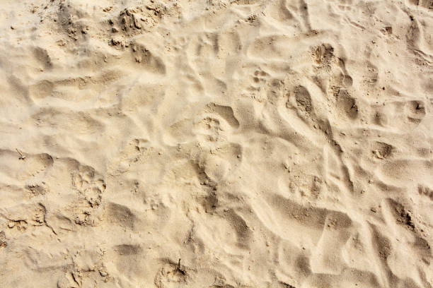 istock Texture of light sand on the baltic beach 824656514