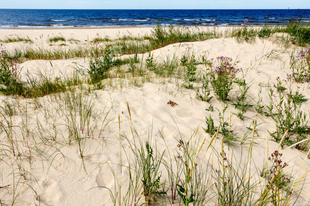 istock Light sand dunes on Baltic Sea beach 824656972
