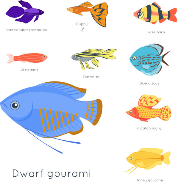 243 Zebrafish Illustrations & Clip Art - iStock | Mouse, Zebrafish embryo,  School of fish