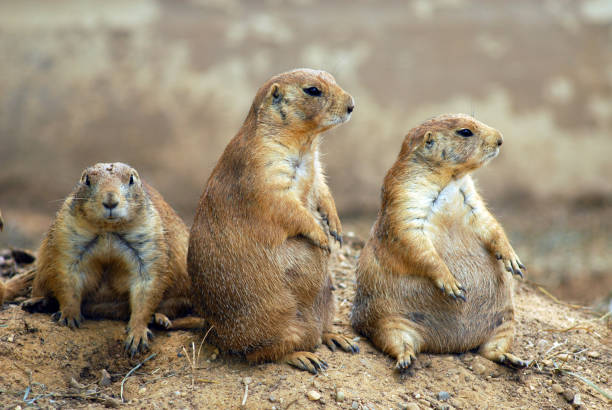 istock Prairie Dog Trio 824657870