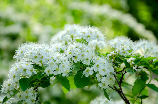 istock Spring flowers in the park 824658704