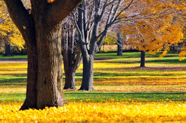 Autumn Maple Trees