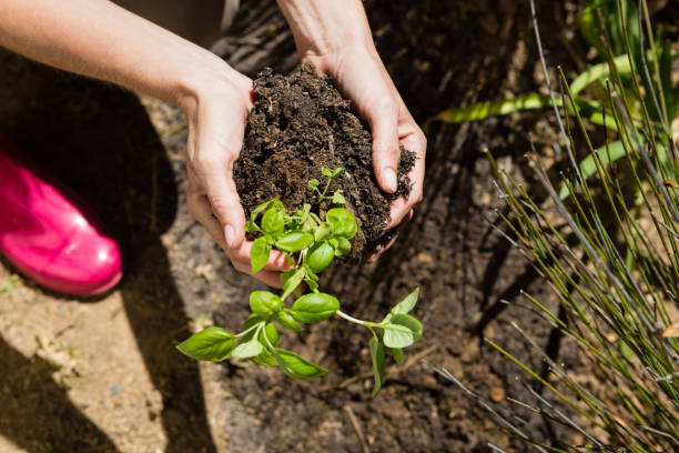 istock Woman planting sapling in garden 824660112