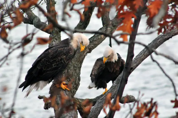 Two eagles fishing from an oak tree