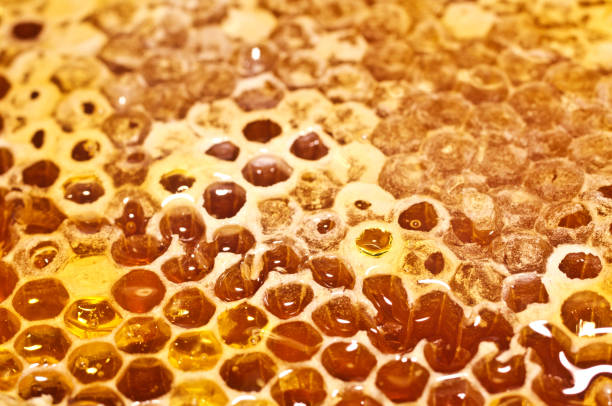istock Honeycomb with honey in closeup. Macro 824663730