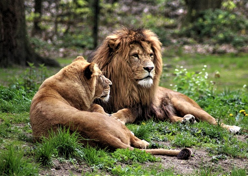 African Lion Stock Photo - Download Image Now - Africa, Animal, Animal Body Part - iStock African Lion Stock Photo - Download Image Now - Africa, Animal, Animal Body Part - iStock
