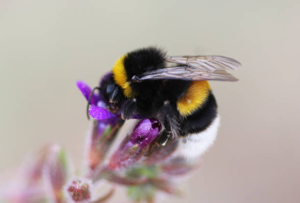 istock The garden bumblebee (Bombus hortorum) 824668156