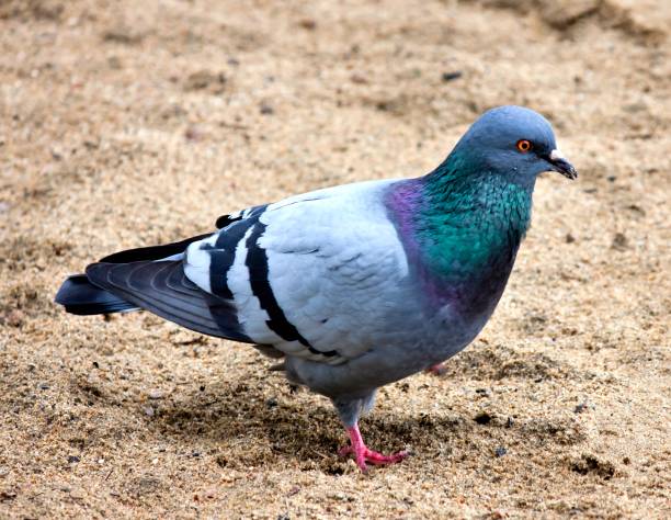 istock dove in the sand 824668282