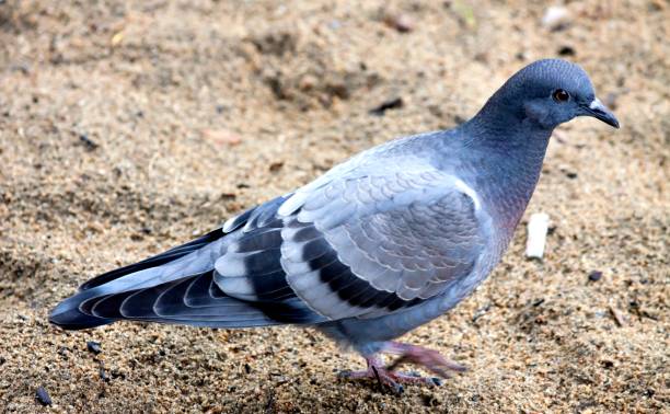 istock young female dove in the sand 824668288