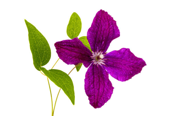 istock Purple clematis flower, isolated on white background 824673772