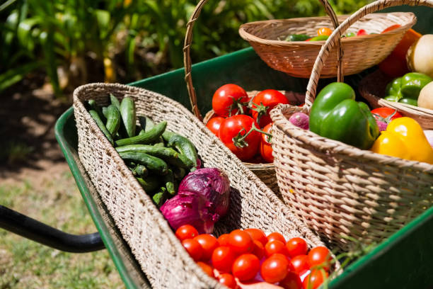 istock Various fresh vegetables in wheelbarrow 824677296