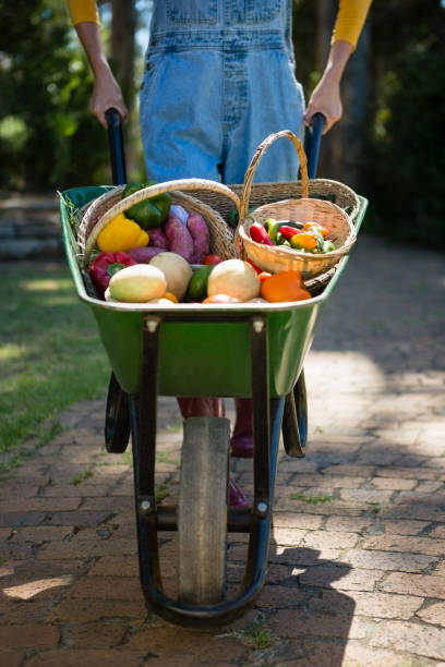 istock Woman holding fresh vegetables in wheelbarrow 824677374