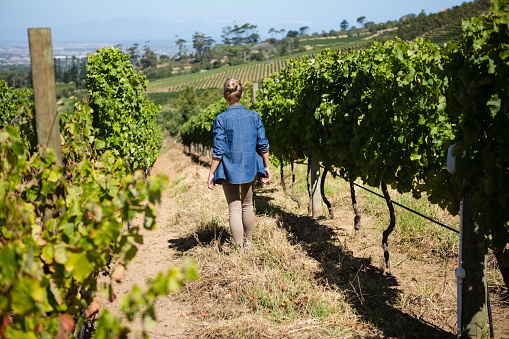 Rear view of female vintner walking in vineyard on a sunny day