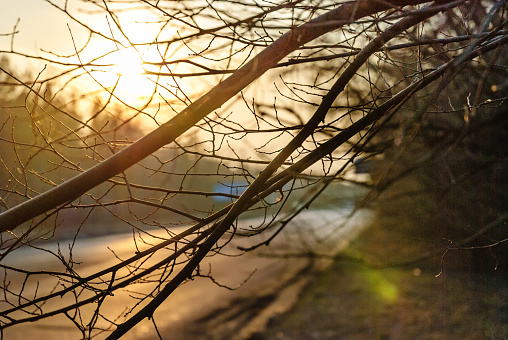 View through tree branches and leaves with sunbeam. Sunset. Selective focus