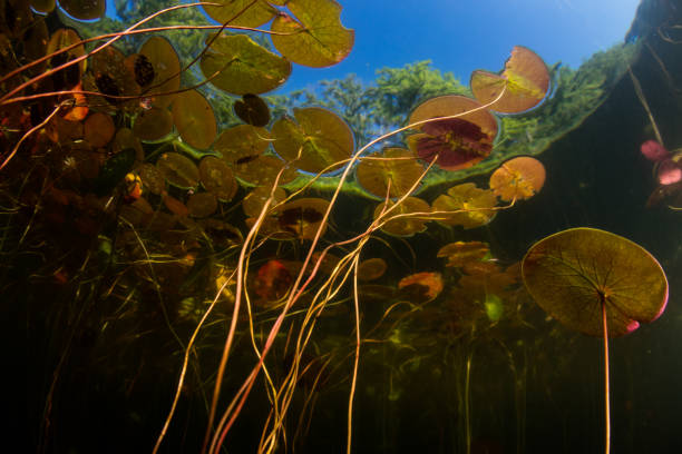 istock Underwater View of Lily Pads 824683390