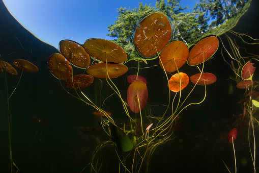 A tangle of colorful Lily pads grows on the edge of a freshwater pond on Cape Cod, Massachusetts. This beautiful New England peninsula is a popular summer vacation destination.