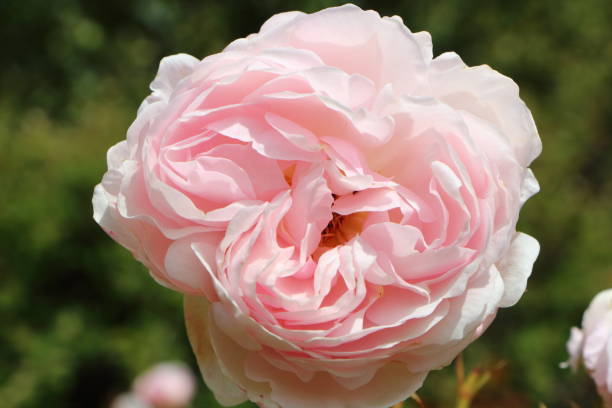 istock Pink rose flower in a garden 824686850