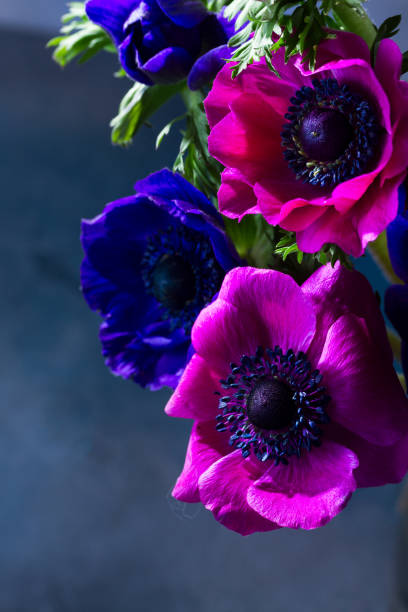 istock Anemones flowers on stone background 824686900