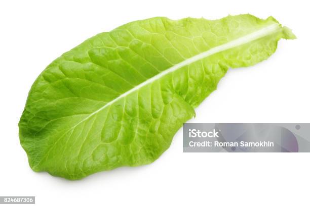 Grünes Blatt Kopfsalat Isoliert Auf Weiss Stockfoto und mehr Bilder von Salat - Blattgemüse - Salat - Blattgemüse, Blatt - Pflanzenbestandteile, Salat - Speisen