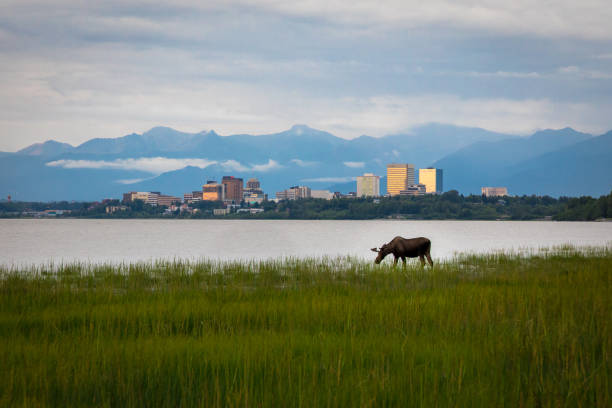 Anchorage Alaska Moose Moose grazing in Cook Inlet with Anchorage Alaska in the background anchorage alaska photos stock pictures, royalty-free photos & images