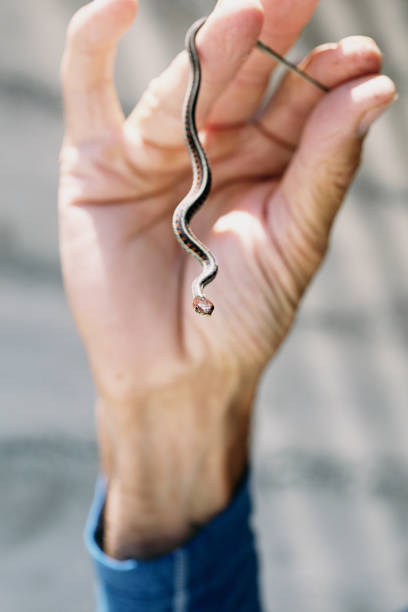 istock Young striped racer snake in hand 824692924