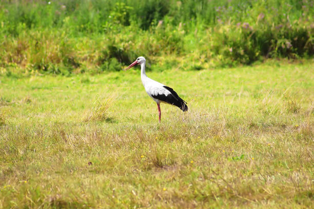istock Stork is Walking on the grass in rural area 824693512