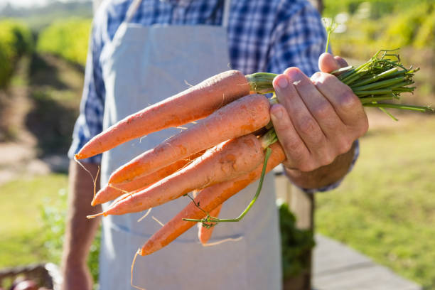 istock Farmer holding harvested carrots in field 824693818