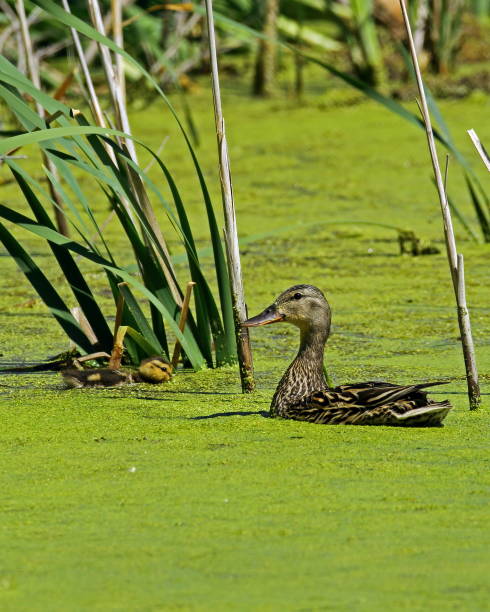 istock Mallard Hen with Ducklings 824696150