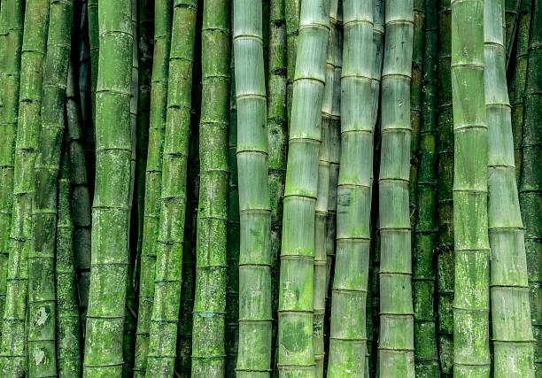 closeup de bosque de bambú verde profundo - tree bamboo tall japanese culture fotografías e imágenes de stock