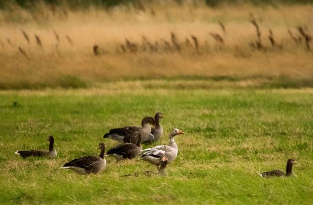 istock flock of greylag geese one juvenile on field 824703300