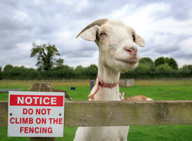 A nannny goat standing next to a no climbing the fence sign stock photo