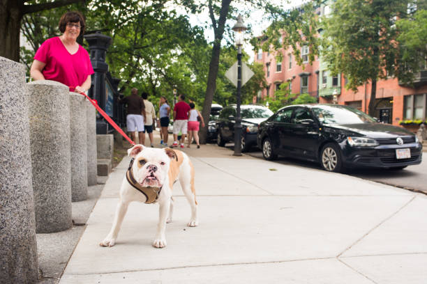 Boston, MA, July 1, 2017: A sweet bulldog is out for a walk on Independence Day weekend, at the Bunker Hill monument and park. Boston offers many fun activities on July 4th weekend each year.