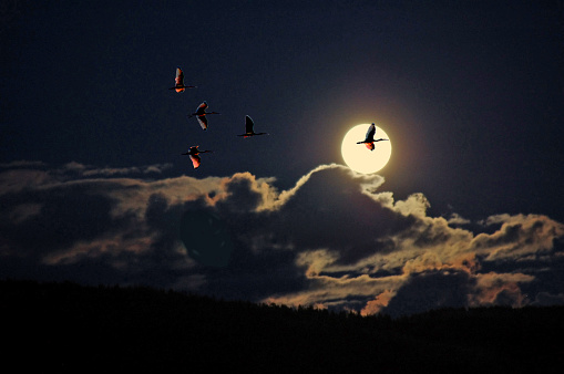 A small flock of Ibis returning to roost late with moon lighting their way.