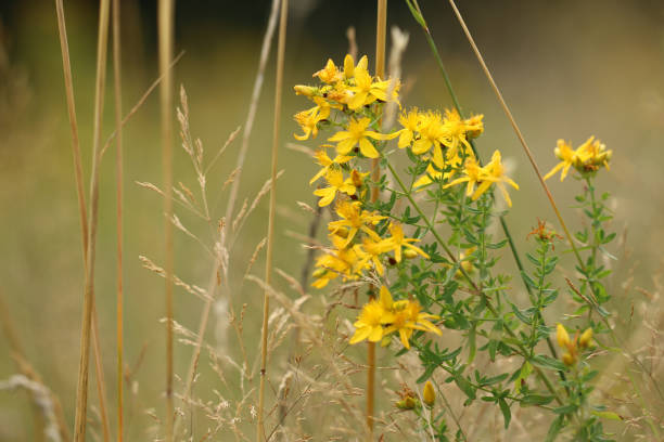 Medicinal plant