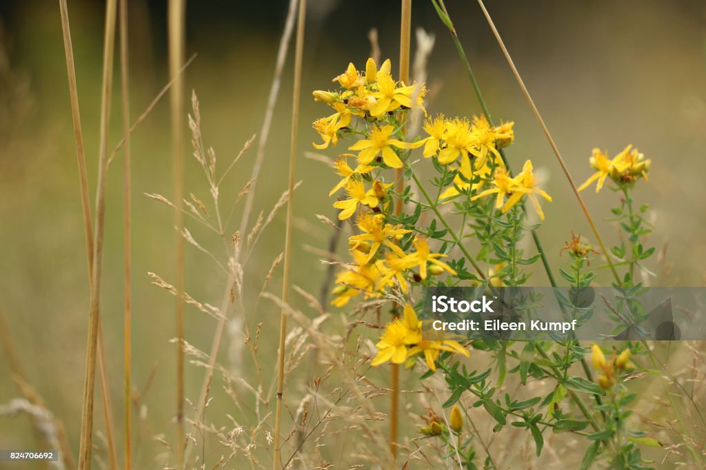 St. John's word Medicinal plant Clusiaceae Stock Photo