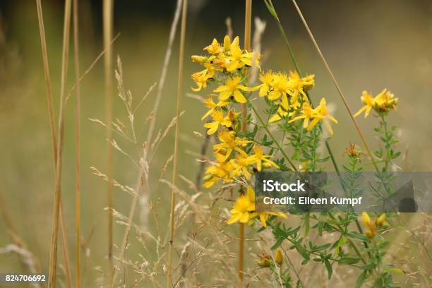 St Johns Word Stock Photo - Download Image Now - Clusiaceae, Germany, Horizontal