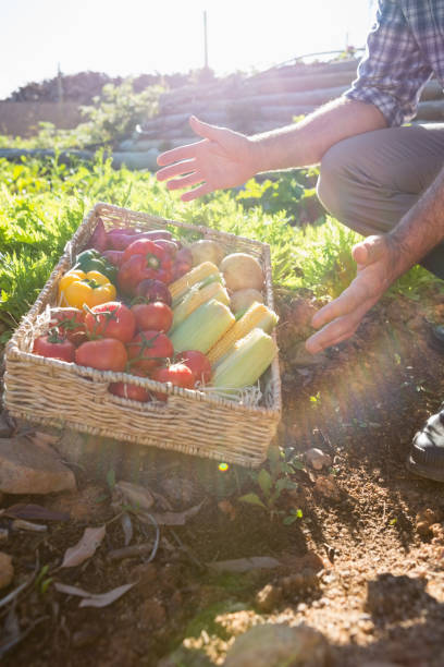 istock Low section of man with a basket of fresh vegetables 824706748
