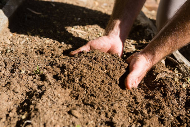 istock Man holding soil in garden 824706984