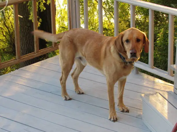 Buddy the Labrador walking around on the newly painted deck