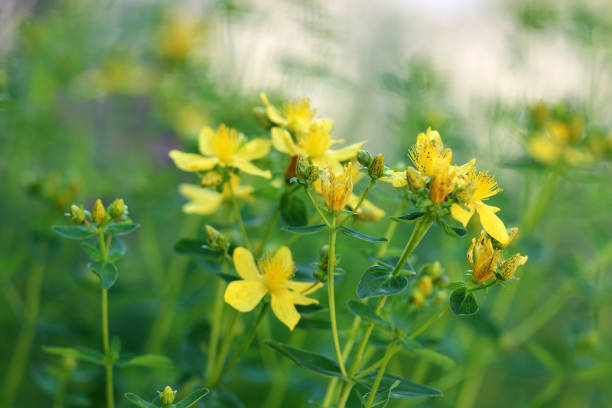 Medicinal plant