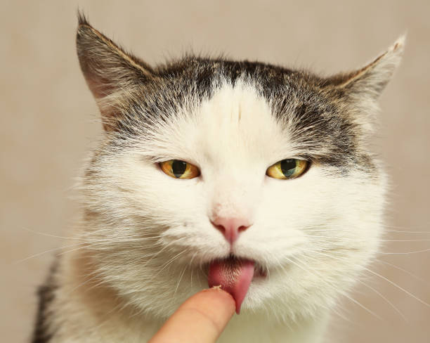 istock cat licking food from finger 824716948